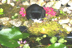 gallery_60606_13_16820.jpg