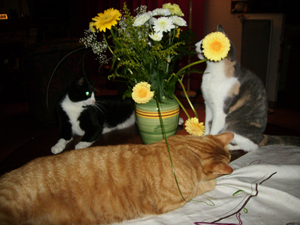 gallery_60606_13_97701.jpg