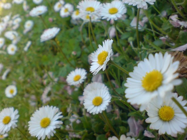 gallery_14571_13_137154.jpg