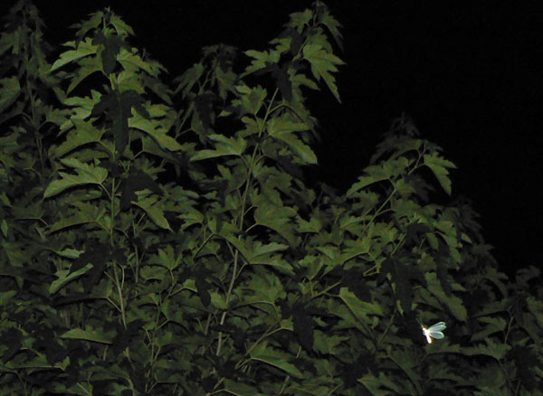 gallery_11457_13_21613.jpg