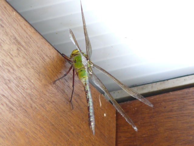gallery_108898_13_16350.jpg