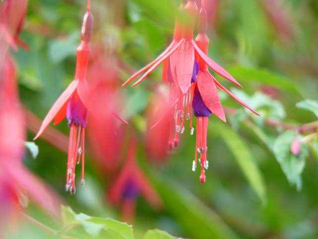 gallery_108898_13_36712.jpg