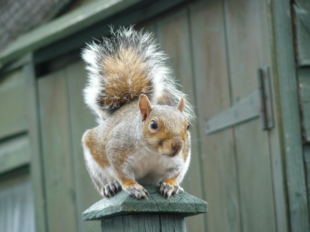 gallery_108898_13_43496.jpg